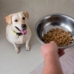 health extension dog food
