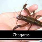 ﻿Chagaras