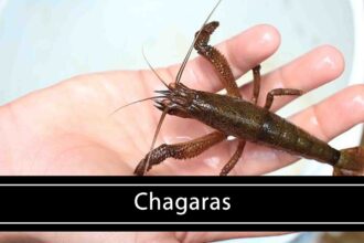 ﻿Chagaras